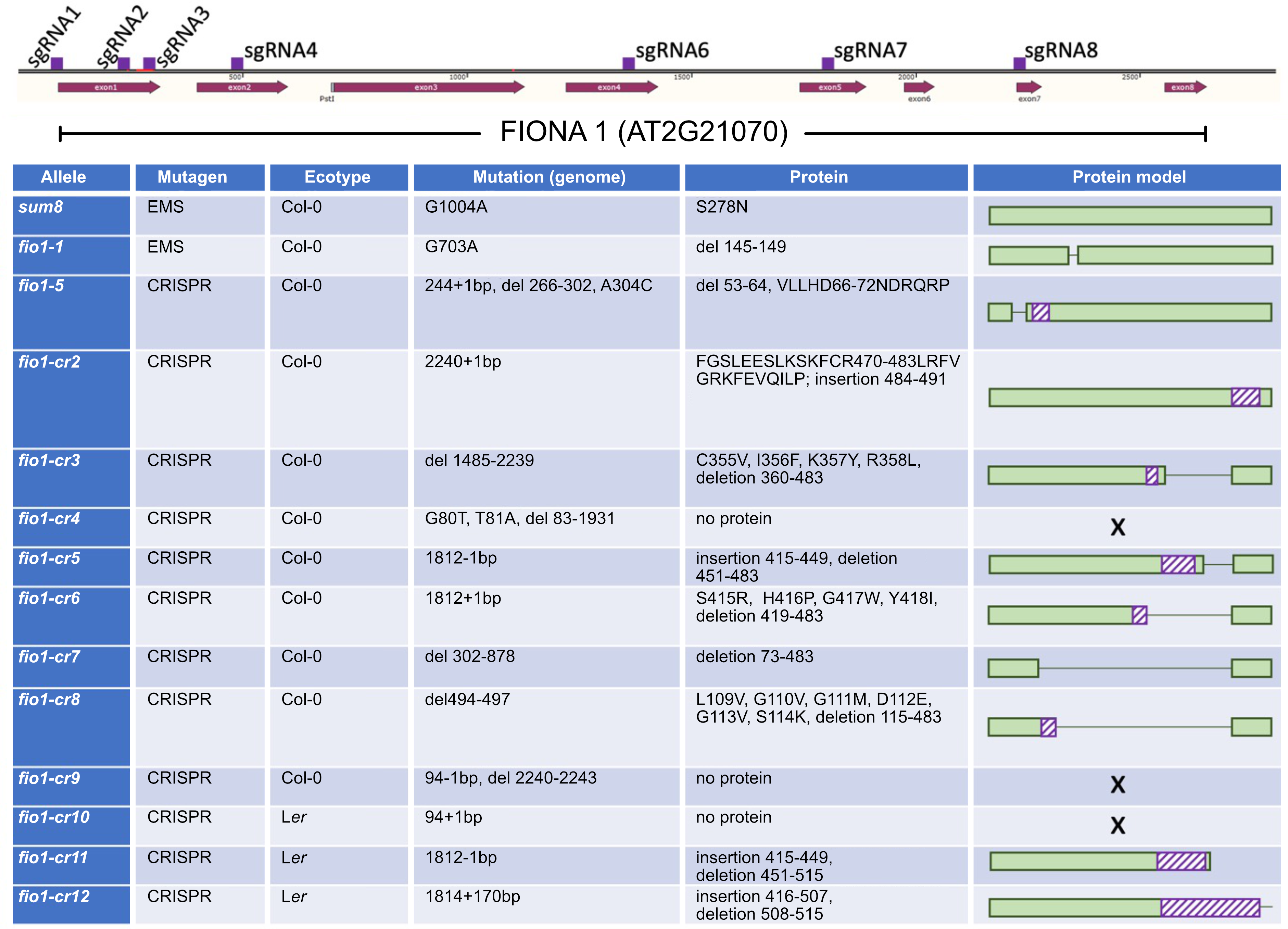 FIONA1-mediated methylation of the 3’UTR of FLC affects FLC transcript levels and flowering in Arabidopsis