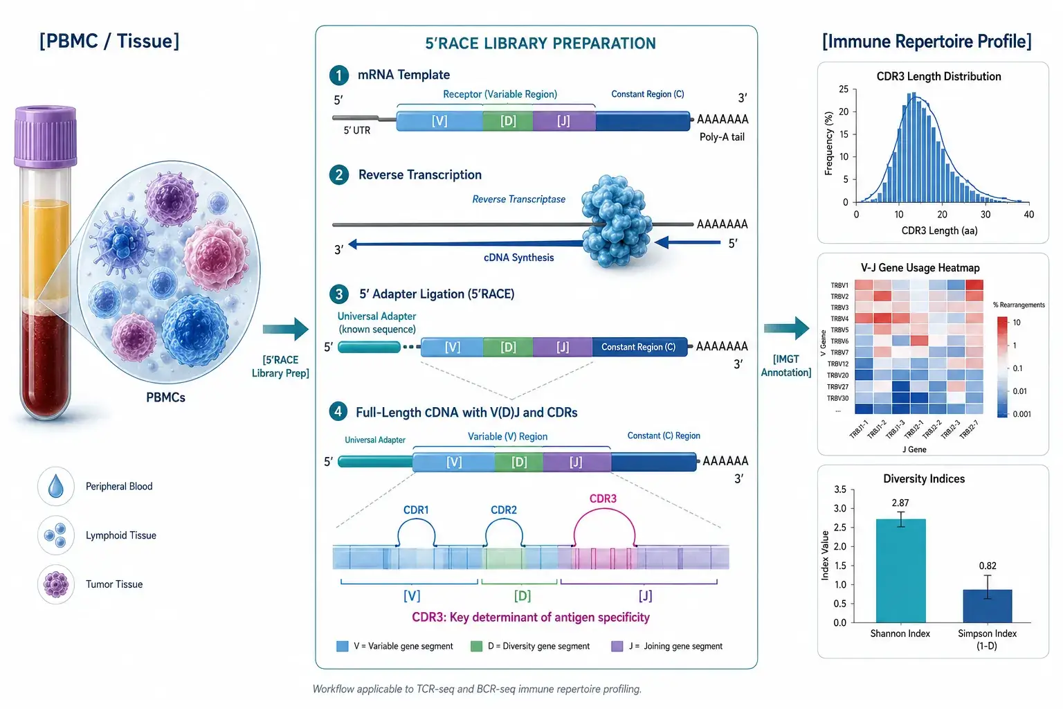 TCR-Seq and BCR-Seq for Immune Repertoire Profiling