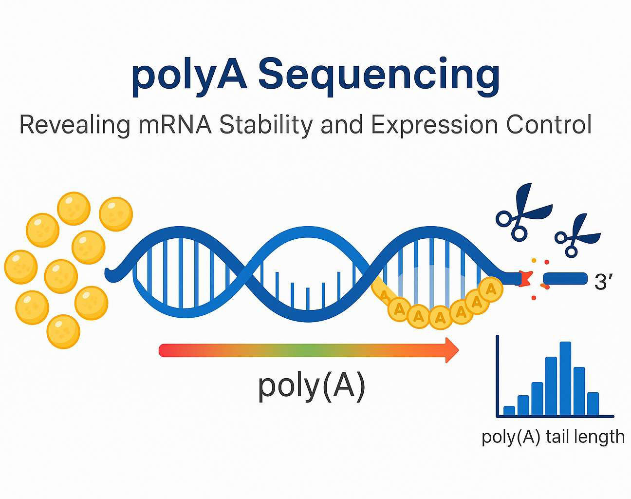 polyA Sequencing (TAIL-seq) Services for Comprehensive mRNA Analysis