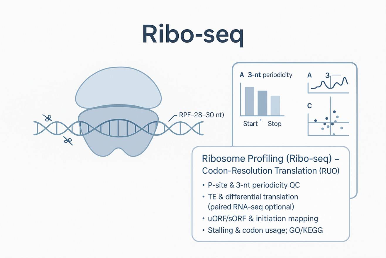 Ribosome Profiling (Ribo-seq) Service: Codon-Resolution Translation for Mechanism & Target Discovery