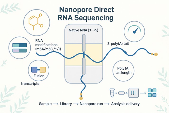 Comprehensive Nanopore Direct RNA Sequencing Service for Isoforms, RNA Modifications & Poly(A) Analysis