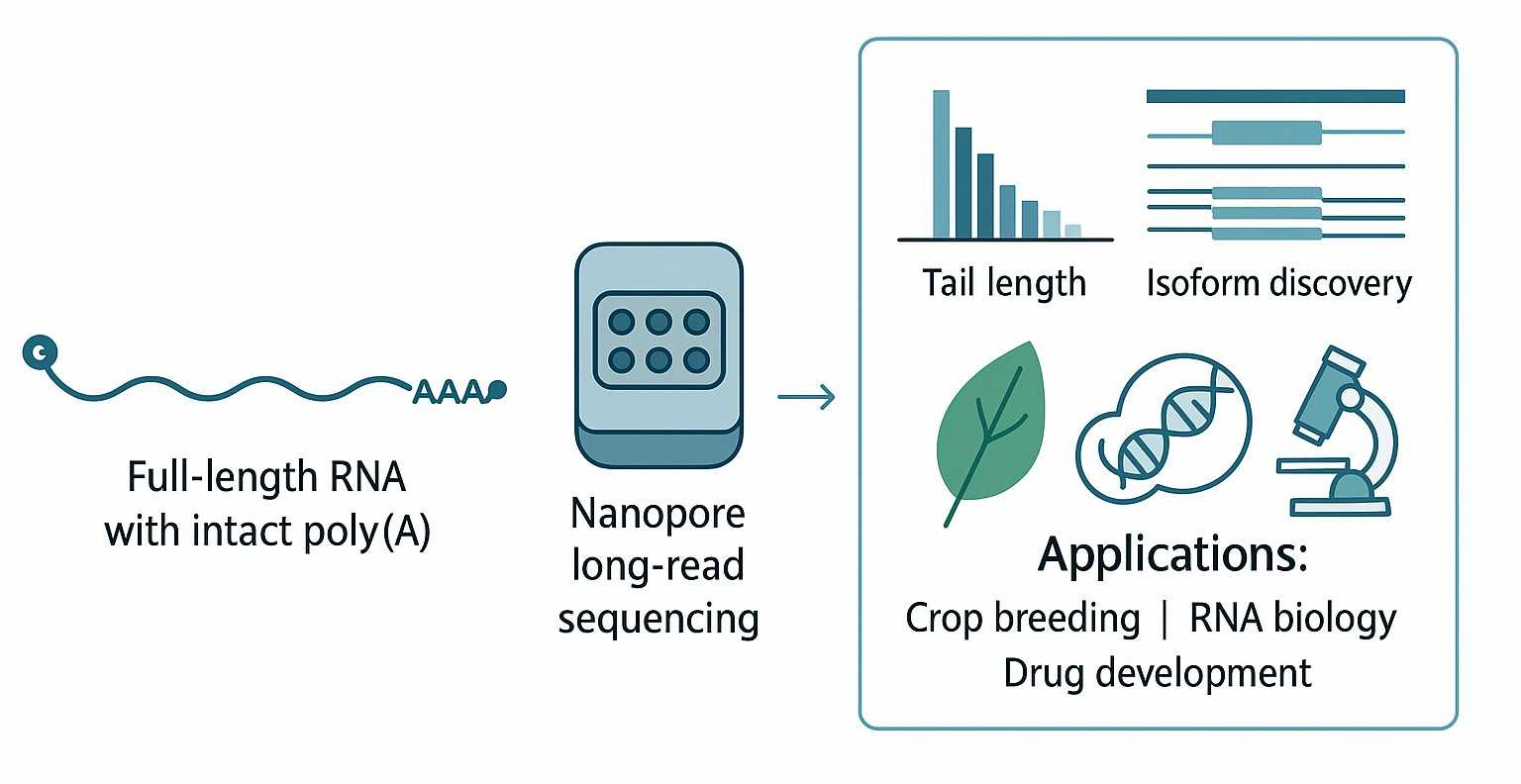 TAIL Iso-seq Service with Nanopore Sequencing for RNA Regulation Studies