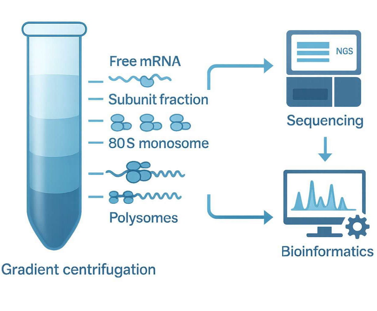 Bacterial Whole Genome de novo Sequencing for Accurate Genome Reconstruction